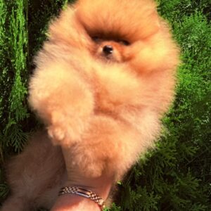 Celeste Pomeranian Celeste Pomeranian