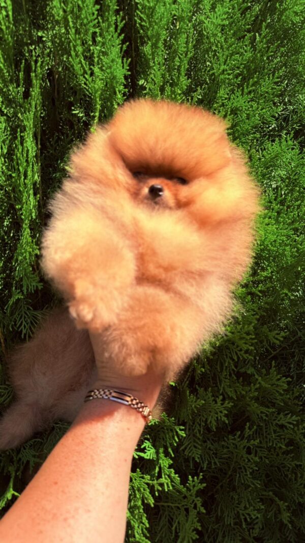 Celeste Pomeranian Celeste Pomeranian