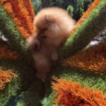 Celeste-female-Pomeranian-puppy-for-sale-3