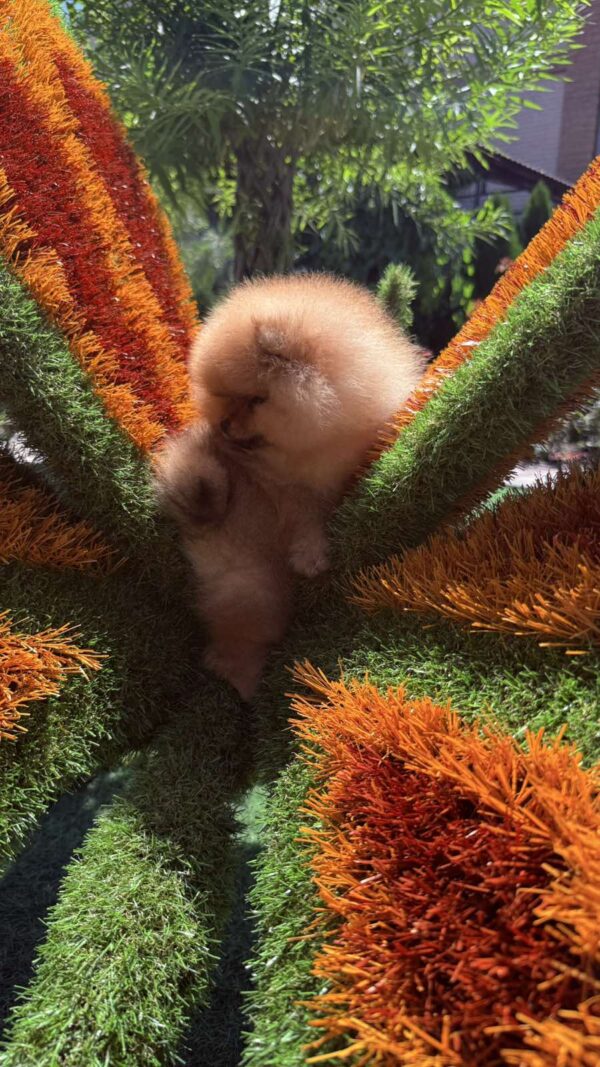 Celeste Pomeranian Celeste Pomeranian