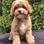 Christie-female-cavapoo-puppy-for-sale-1 (1)