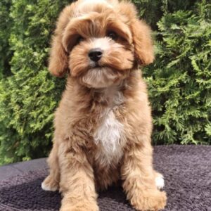 Christie Cavapoo Christie Cavapoo