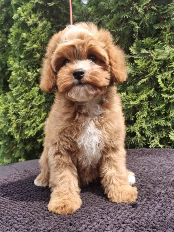 Christie Cavapoo Christie Cavapoo