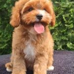 Christie-female-cavapoo-puppy-for-sale-1 (2)
