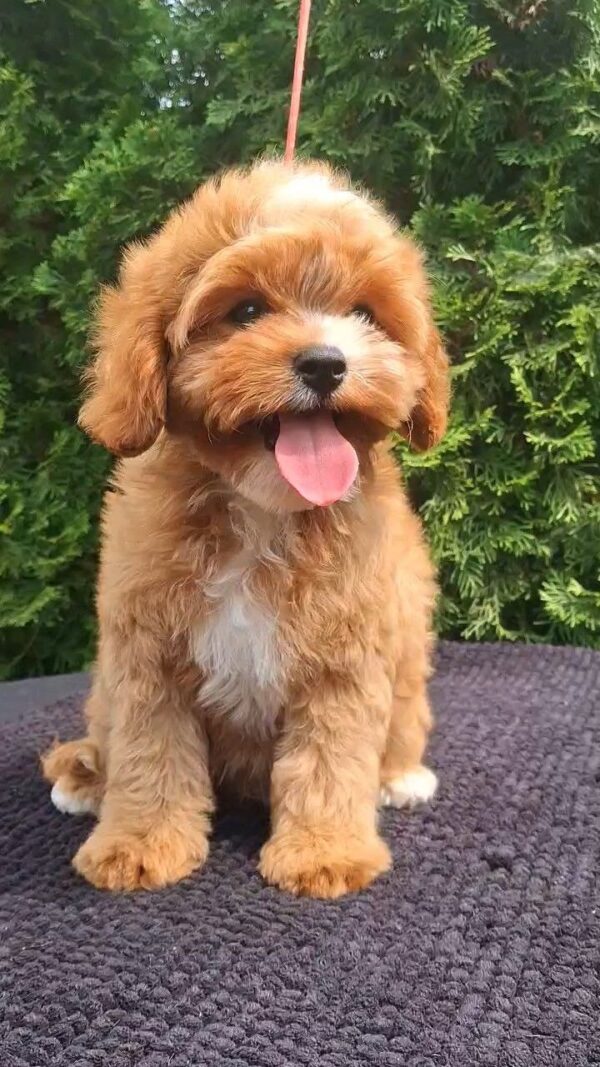 Christie Cavapoo Christie Cavapoo