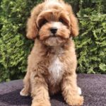 Christie-female-cavapoo-puppy-for-sale-1 (3)