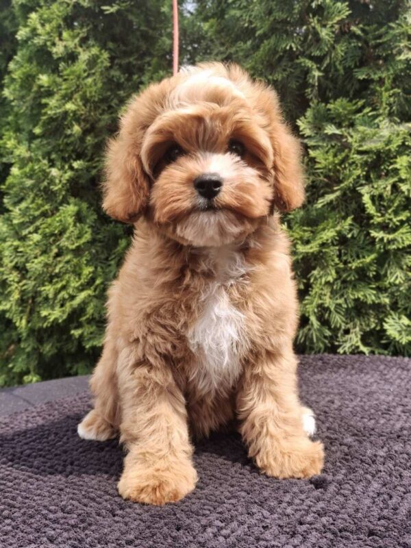Christie Cavapoo Christie Cavapoo