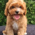 Christie-female-cavapoo-puppy-for-sale-1 (4)