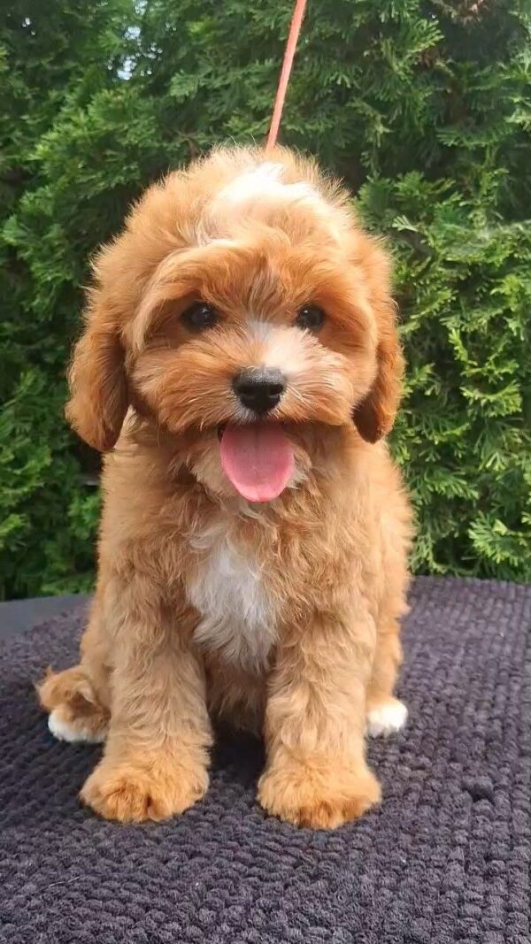 Christie Cavapoo Christie Cavapoo
