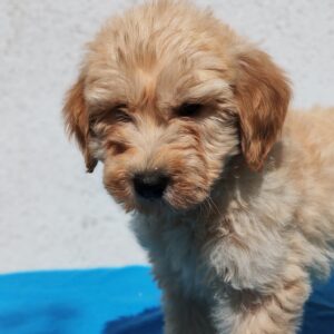 Colin Goldendoodle Colin Goldendoodle
