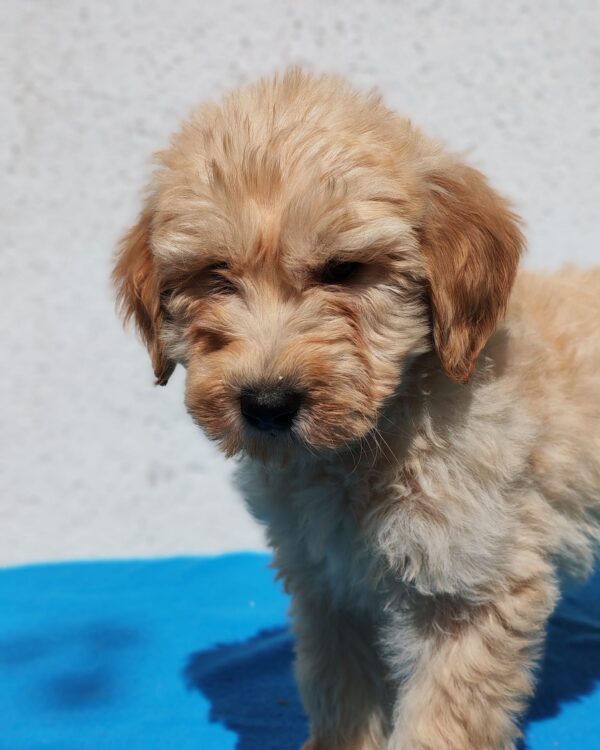 Colin Goldendoodle Colin Goldendoodle