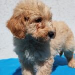 Colin-male-golden-doodle-puppy-for-sale- (2)