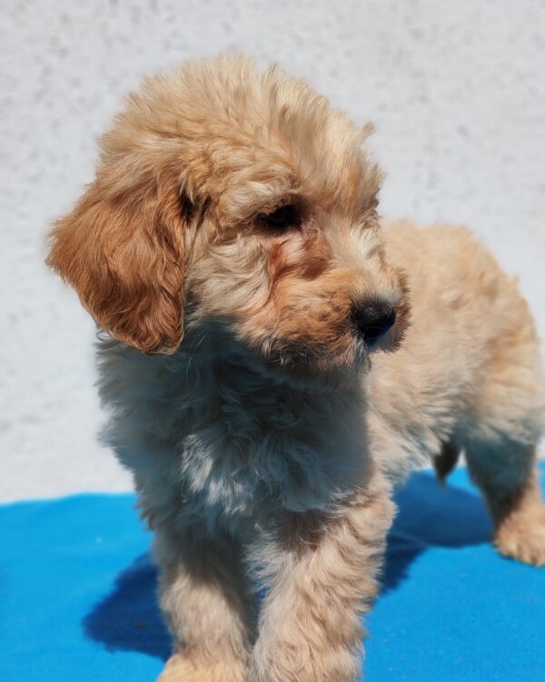 Colin Goldendoodle Colin Goldendoodle