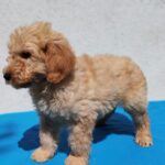 Colin-male-golden-doodle-puppy-for-sale- (3)