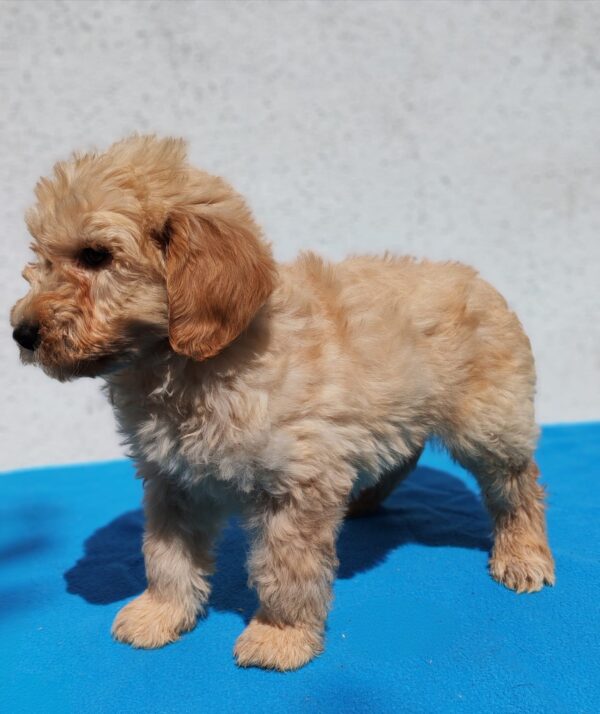 Colin Goldendoodle Colin Goldendoodle