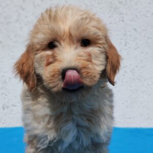 Colin Goldendoodle Colin Goldendoodle