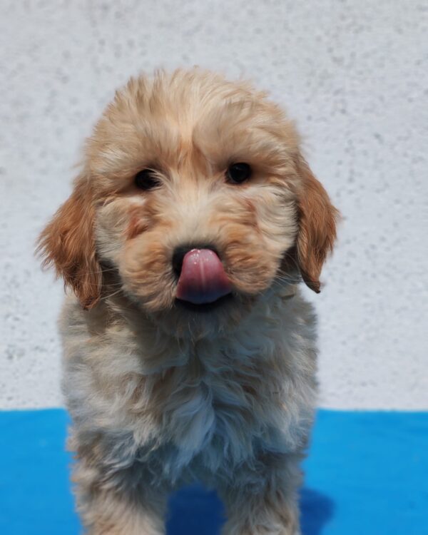 Colin Goldendoodle Colin Goldendoodle