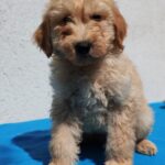 Colin-male-golden-doodle-puppy-for-sale- (5)