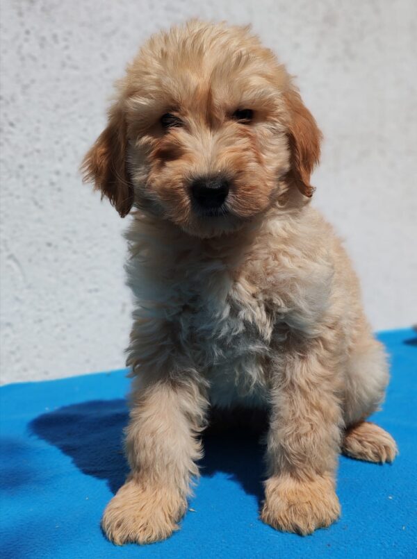 Colin Goldendoodle Colin Goldendoodle