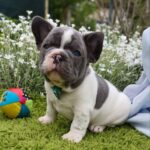 Dandy-male-french-bulldog-puppy-for-sale-1 (1)
