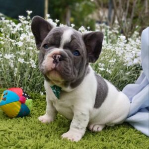 Dandy French Bulldog puppy service reviews