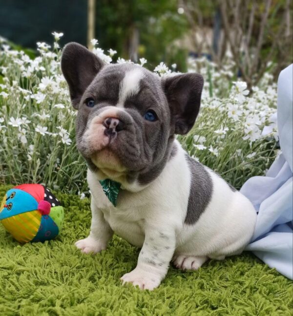 Dandy French Bulldog Dandy French Bulldog