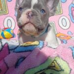 Dandy-male-french-bulldog-puppy-for-sale-1 (2)