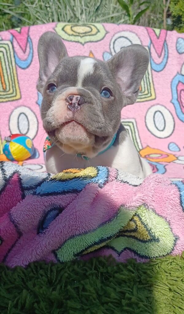 Dandy French Bulldog Dandy French Bulldog
