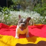 Dandy-male-french-bulldog-puppy-for-sale-1 (3)