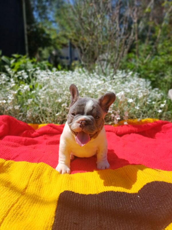 Dandy French Bulldog Dandy French Bulldog