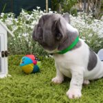 Dandy-male-french-bulldog-puppy-for-sale-1 (4)