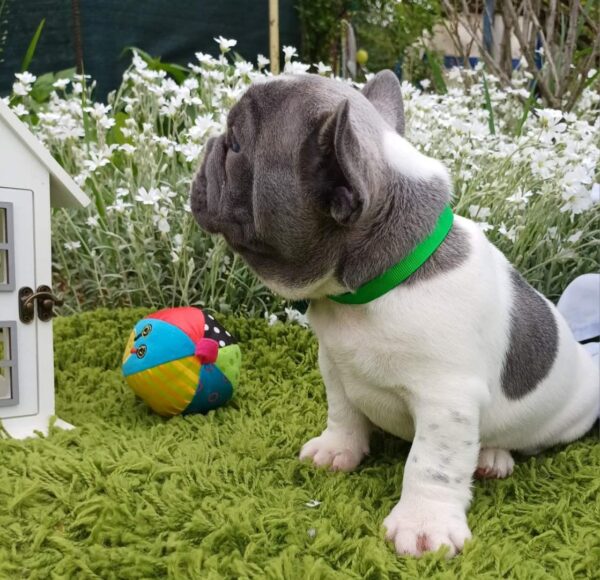 Dandy French Bulldog Dandy French Bulldog