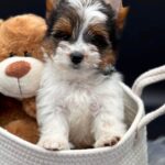 Dante-male-Biewer-puppy-for-sale-1