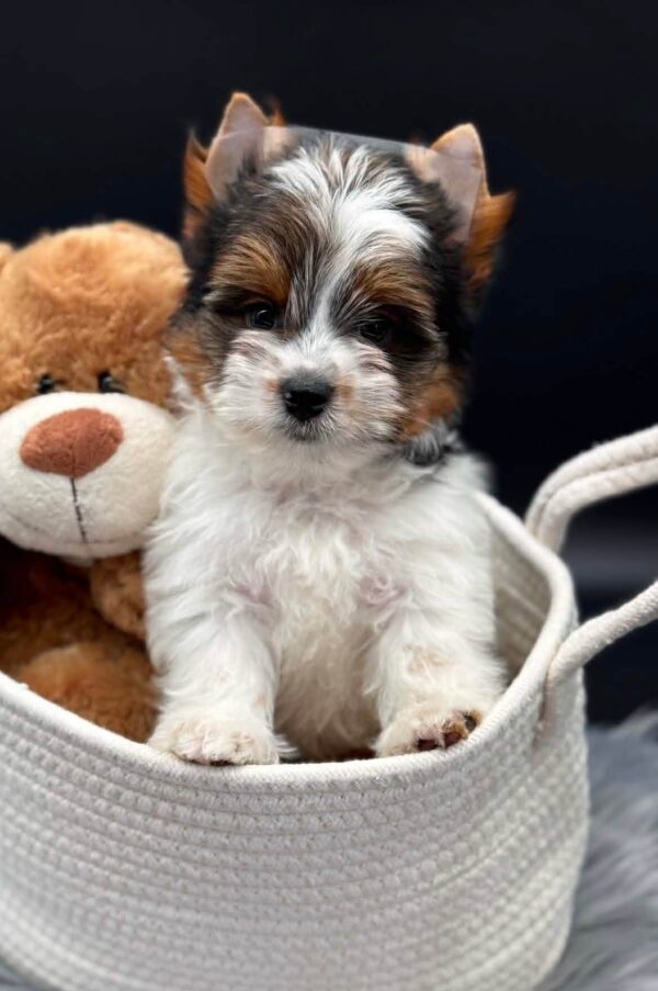Dante Biewer Yorkshire Terrier Dante Biewer Yorkshire Terrier
