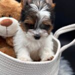 Dante-male-Biewer-puppy-for-sale-2