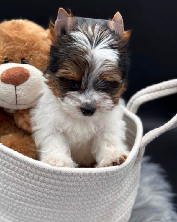 Dante Biewer Yorkshire Terrier Dante Biewer Yorkshire Terrier