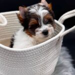 Dante-male-Biewer-puppy-for-sale-3