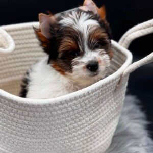 Dante Biewer Yorkshire Terrier Dante Biewer Yorkshire Terrier