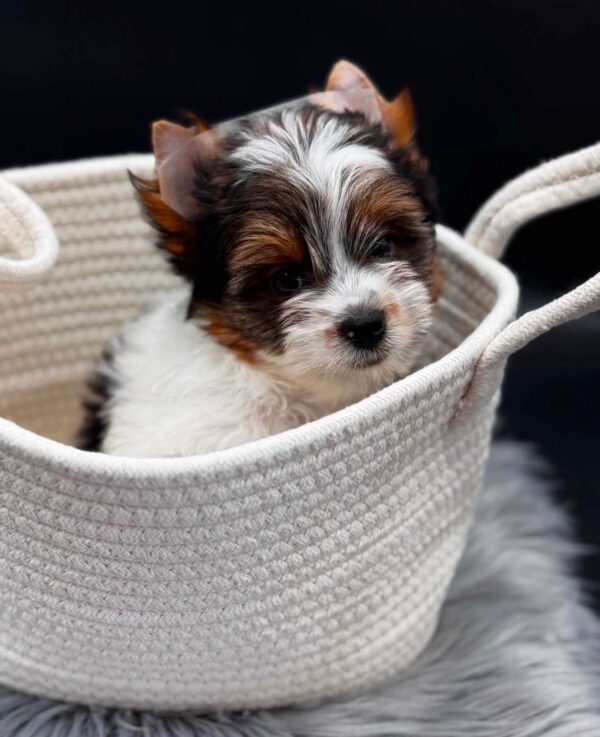 Dante Biewer Yorkshire Terrier Dante Biewer Yorkshire Terrier