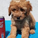 Demo-male-goldendoodle-puppy-for-sale- (1)
