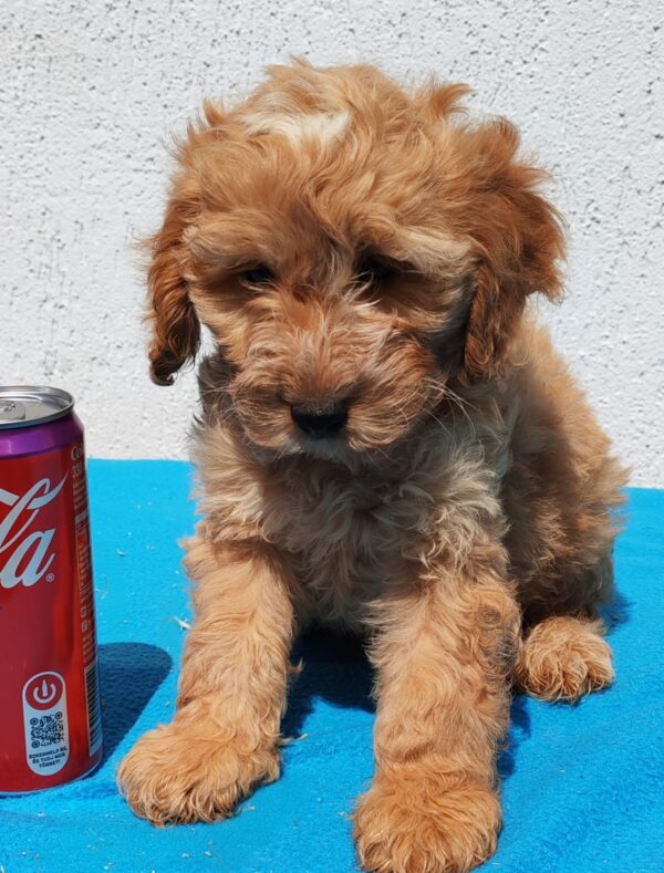 Demo Goldendoodle Demo Goldendoodle