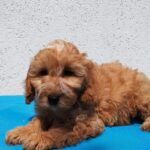 Demo-male-goldendoodle-puppy-for-sale- (2)