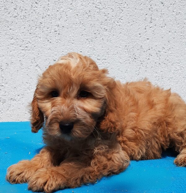 Demo Goldendoodle Demo Goldendoodle