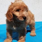Demo-male-goldendoodle-puppy-for-sale- (3)