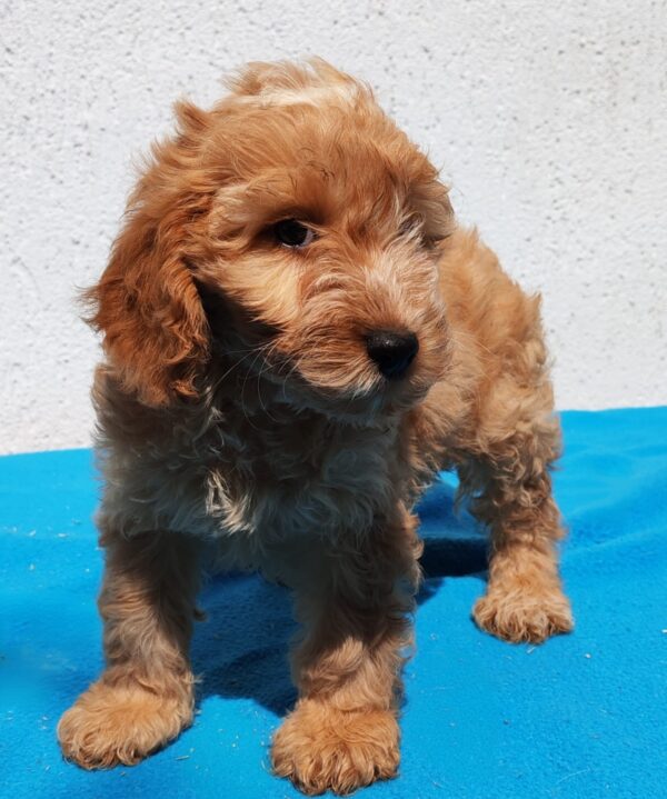 Demo Goldendoodle Demo Goldendoodle