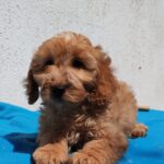 Demo-male-goldendoodle-puppy-for-sale- (4)