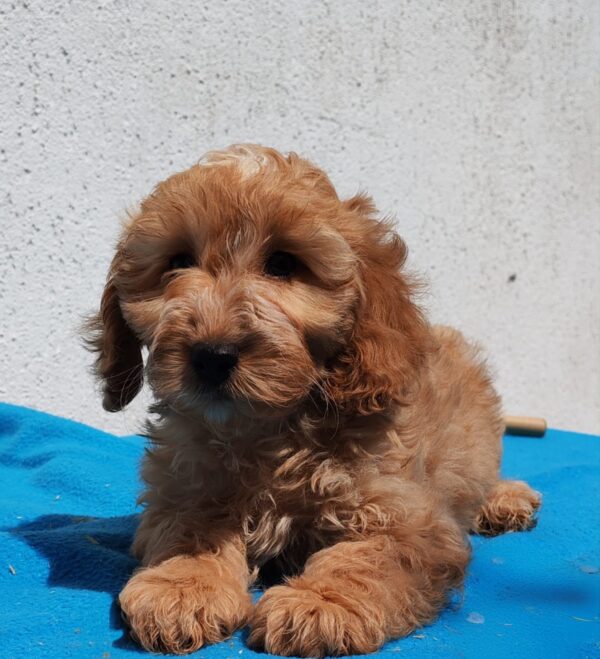 Demo Goldendoodle Demo Goldendoodle