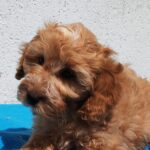 Demo-male-goldendoodle-puppy-for-sale- (5)