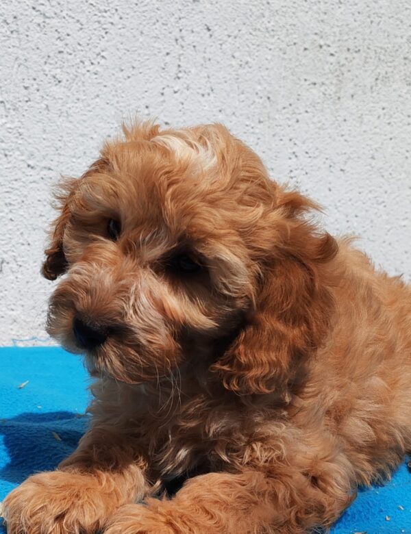 Demo Goldendoodle Demo Goldendoodle