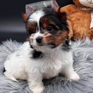 Destiny Biewer Yorkshire Terrier Destiny Biewer Yorkshire Terrier